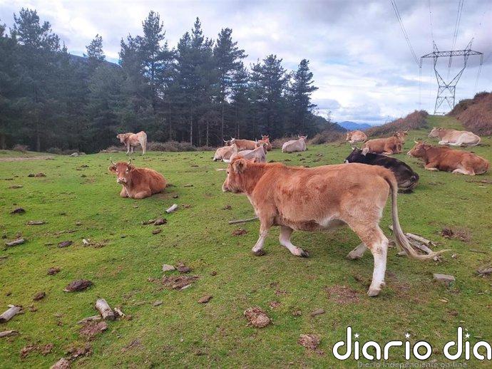 Gobierno vasco pide ampliar a Euskadi la zona I de vacunación contra la DNC y 80.000 dosis tras el último foco en Huesca