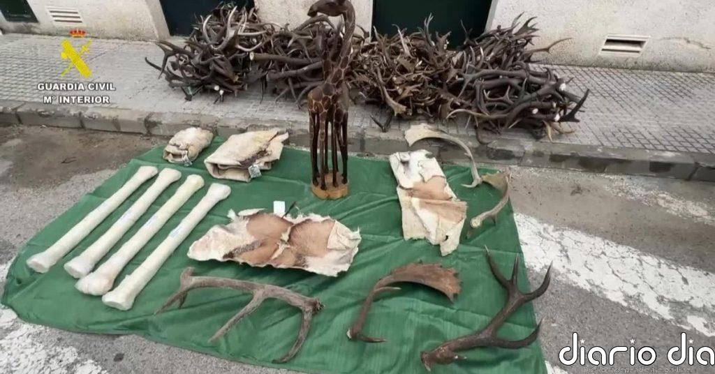 Incautadas en Cádiz diferentes piezas de animales protegidos procedentes de África