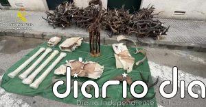 Incautadas en Cádiz diferentes piezas de animales protegidos procedentes de África