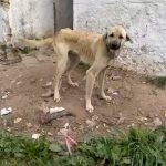 Investigadas 18 personas por maltrato de 75 perros en diferentes municipios de la provincia de Cádiz