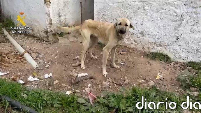 Investigadas 18 personas por maltrato de 75 perros en diferentes municipios de la provincia de Cádiz