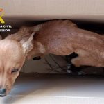 Investigadas tres personas en Caravaca por abandono y maltrato animal tras arrojar cachorros desde un coche