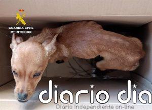 Investigadas tres personas en Caravaca por abandono y maltrato animal tras arrojar cachorros desde un coche