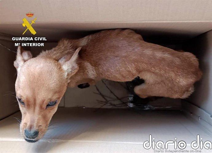 Investigadas tres personas en Caravaca por abandono y maltrato animal tras arrojar cachorros desde un coche