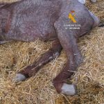Investigado el dueño de una explotación equina en Cártama (Málaga) por maltrato animal