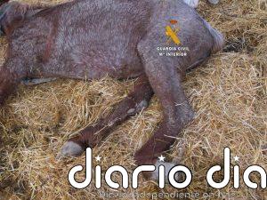 Investigado el dueño de una explotación equina en Cártama (Málaga) por maltrato animal