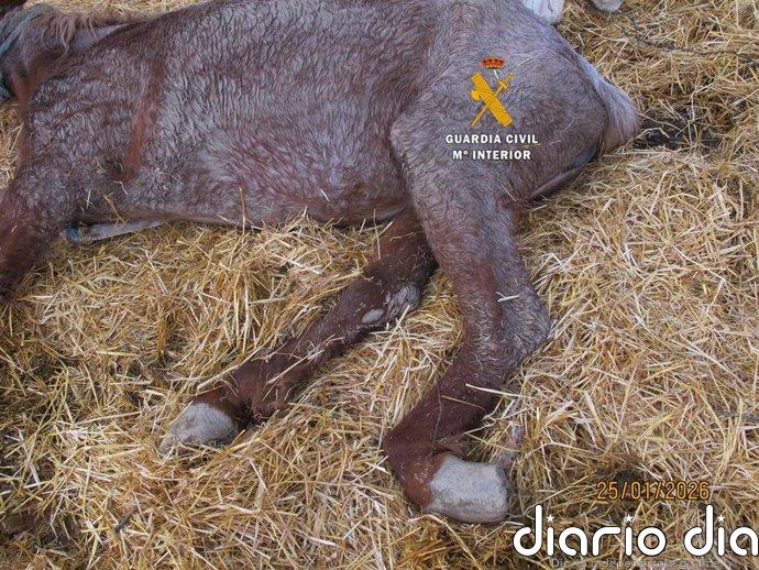 Investigado el dueño de una explotación equina en Cártama (Málaga) por maltrato animal