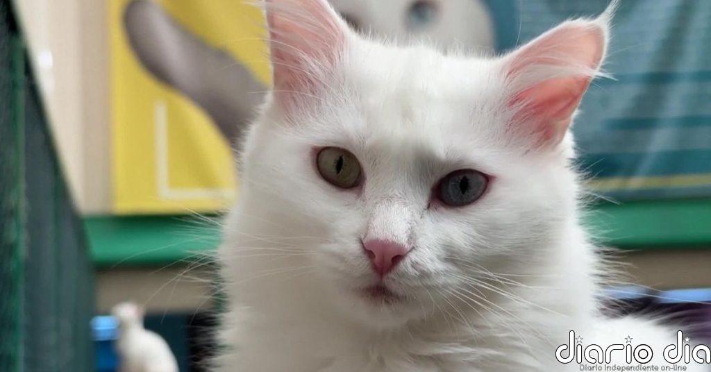 Investigadores turcos luchan por proteger al emblemático gato de Van