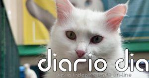 Investigadores turcos luchan por proteger al emblemático gato de Van