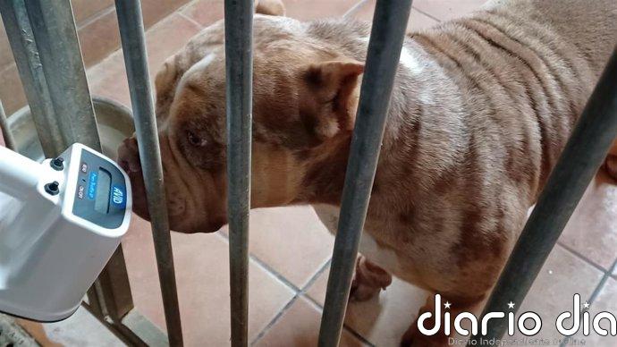 Investigan a una persona por maltrato animal e intrusismo profesional en Córdoba