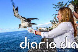 La Campaña de Rescate de Juveniles de Pardela Cenicienta en Tenerife registra 2.637 rescates en 2025