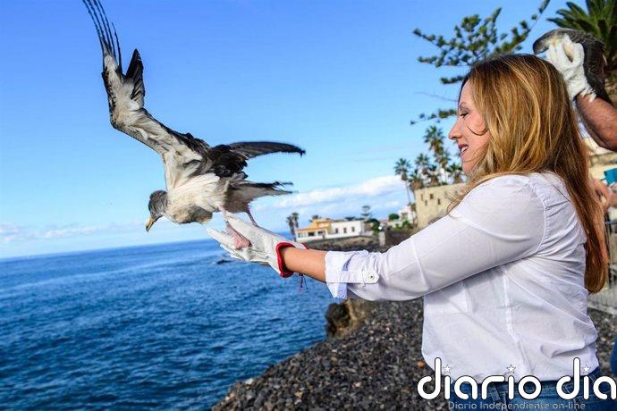 La Campaña de Rescate de Juveniles de Pardela Cenicienta en Tenerife registra 2.637 rescates en 2025