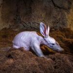 La cría del "rarísimo" cerdo hormiguero de Bioparc València ya se puede ver con su madre en la madriguera