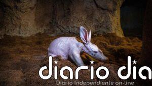 La cría del "rarísimo" cerdo hormiguero de Bioparc València ya se puede ver con su madre en la madriguera