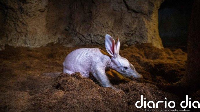 La cría del "rarísimo" cerdo hormiguero de Bioparc València ya se puede ver con su madre en la madriguera