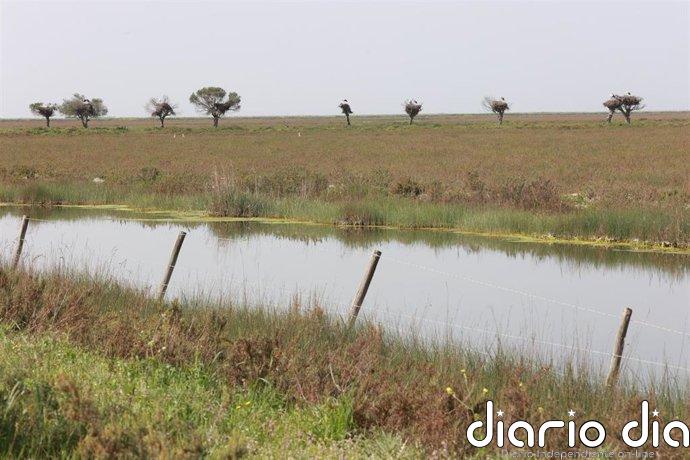 La Fiscalía de la AN demanda a MITECO para que exija medidas de reparación a quienes extraen ilegalmente agua en Doañana