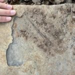 La Fundación Dinópolis sigue descubriendo huesos de reptil volador en el Jurásico de El Castellar (Teruel)