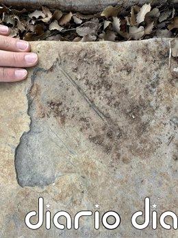 La Fundación Dinópolis sigue descubriendo huesos de reptil volador en el Jurásico de El Castellar (Teruel)