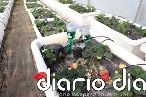 La Universidad de Huelva estudia bioestimulantes de algas para combatir la sequía y los patógenos en cultivos de fresa