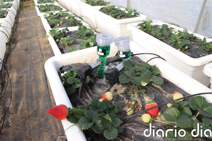 La Universidad de Huelva estudia bioestimulantes de algas para combatir la sequía y los patógenos en cultivos de fresa