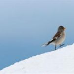 Las aves de montaña son especialmente vulnerables al cambio climático, según un estudio