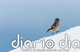 Las aves de montaña son especialmente vulnerables al cambio climático, según un estudio