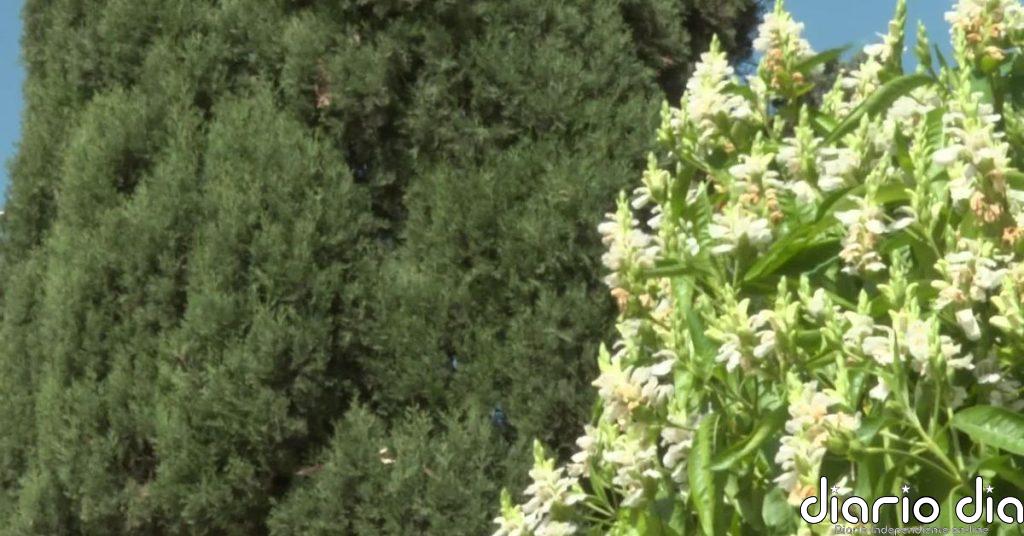 Los alergólogos prevén que esta primavera sea más intensa y más larga