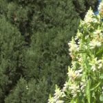 Los alergólogos prevén que esta primavera sea más intensa y más larga