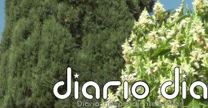 Los alergólogos prevén que esta primavera sea más intensa y más larga