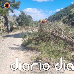 Los bomberos realizan en Valencia y Castellón numerosos servicios por las rachas de viento registradas este domingo