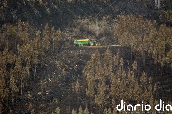 Los daños a bosques en Europa aumentarán alrededor de un 20% para el año 2100, lo que afectará su absorción de carbono