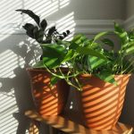 Los dos errores comunes que cometes al poner plantas en rincones oscuros