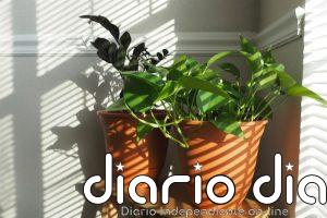 Los dos errores comunes que cometes al poner plantas en rincones oscuros