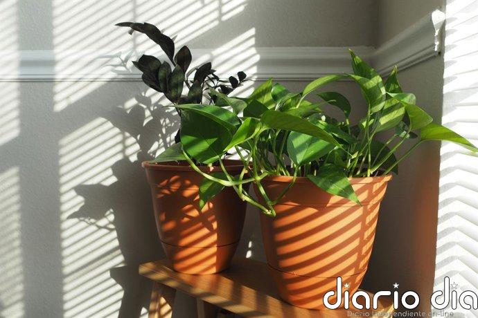 Los dos errores comunes que cometes al poner plantas en rincones oscuros