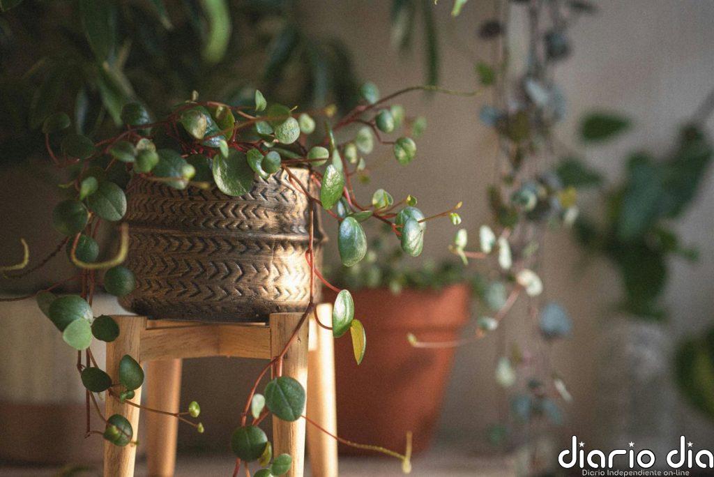 Luz, riego y podado: qué hacer para que tus plantas crezcan y florezcan en primavera