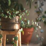 Luz, riego y podado: qué hacer para que tus plantas crezcan y florezcan en primavera