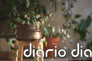 Luz, riego y podado: qué hacer para que tus plantas crezcan y florezcan en primavera