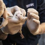 Nacen los primeros polluelos del programa para reintroducir la lechuza en el área periurbana de València