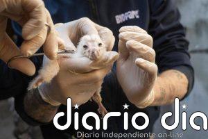 Nacen los primeros polluelos del programa para reintroducir la lechuza en el área periurbana de València