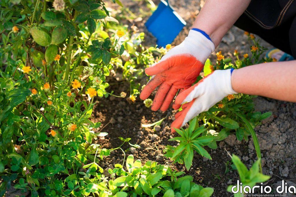 No mates tus plantas: los trucos de un experto en plantas para alimentarlas correctamente