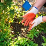 No mates tus plantas: los trucos de un experto en plantas para alimentarlas correctamente