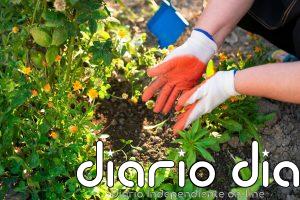 No mates tus plantas: los trucos de un experto en plantas para alimentarlas correctamente