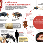 Omisiones oficiales alimentan al gusano barrenador en México