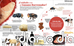 Omisiones oficiales alimentan al gusano barrenador en México