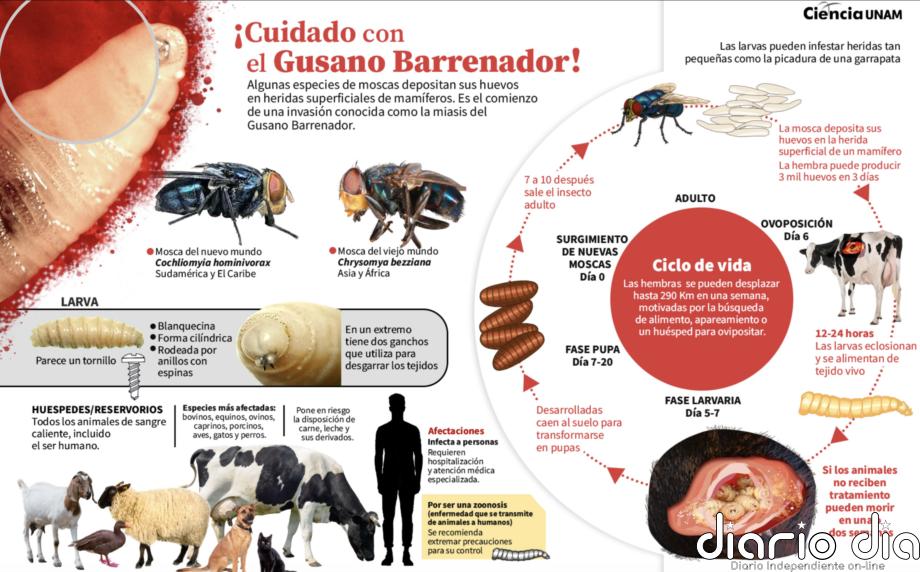 Omisiones oficiales alimentan al gusano barrenador en México