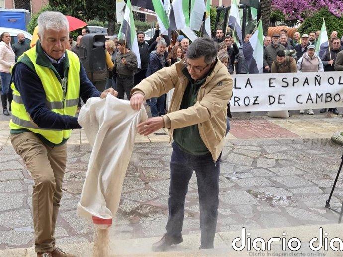 Organizaciones agrarias vierten arroz frente a Delegación del Gobierno en protesta por la "situación crítica" del sector