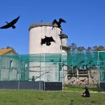 Paneque destaca el retorno del ibis eremita como "símbolo de reconciliación con la naturaleza"