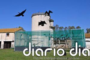 Paneque destaca el retorno del ibis eremita como "símbolo de reconciliación con la naturaleza"