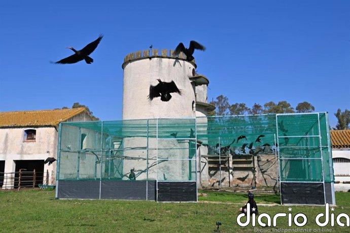 Paneque destaca el retorno del ibis eremita como "símbolo de reconciliación con la naturaleza"