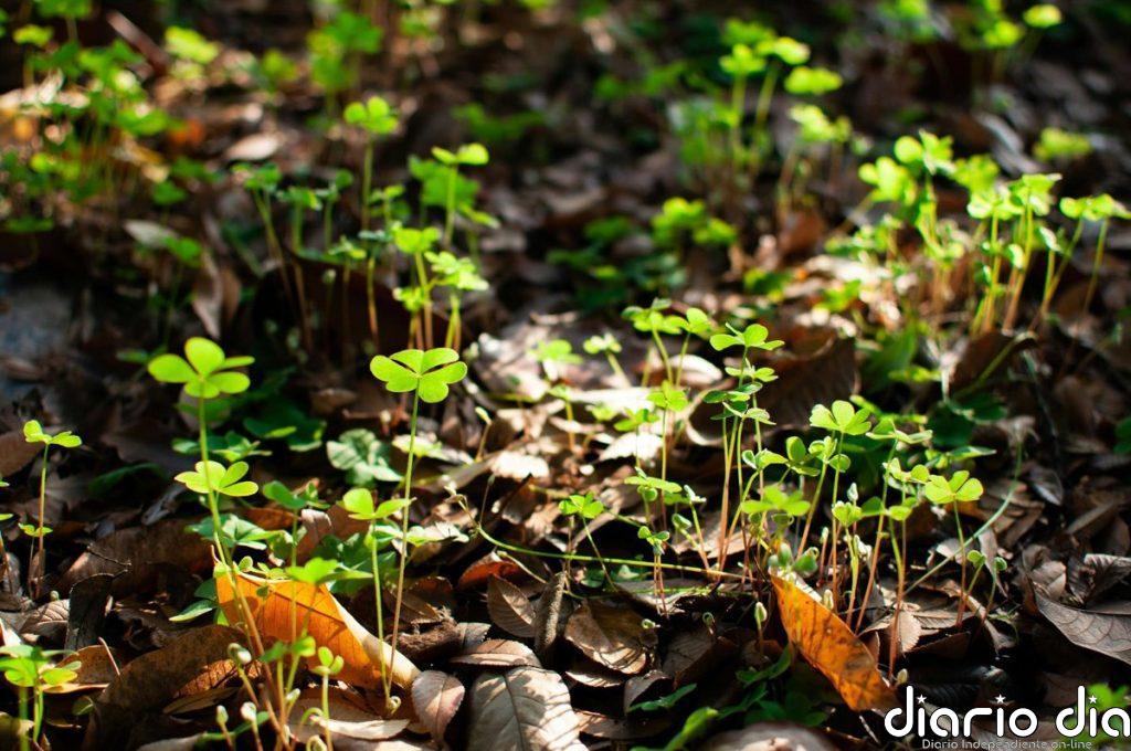 Plantas de la suerte de verdad: cuál es el trébol "real" y cómo cultivar una similar en casa